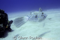 Scrawled Filefish - ~35' depth by Glenn Poulain 